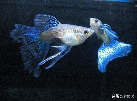 夢到魚生小魚